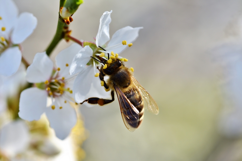 jardinerie-CHATEAUDOUBLE-min_bee-4092986